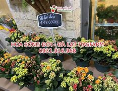 Giá Hoa Đà Lạt Hasfarm